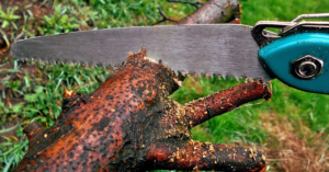 how to sharpen a pruning saw featured image